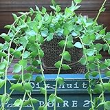 ディスキディア ルスキフォリア☆ミリオンハート