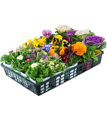 変化朝顔の苗☆古代紫覆輪咲✭つぼみ付き開花苗一苗 Amazon.