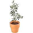 花のギフト社 観葉植物 オリーブの木 素焼 鉢植え 4号 インテリア グリーン