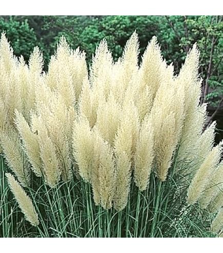 Amazon.co.jp: パンパスグラス 苗 ホワイトフェザー 3.5号 宿根草 