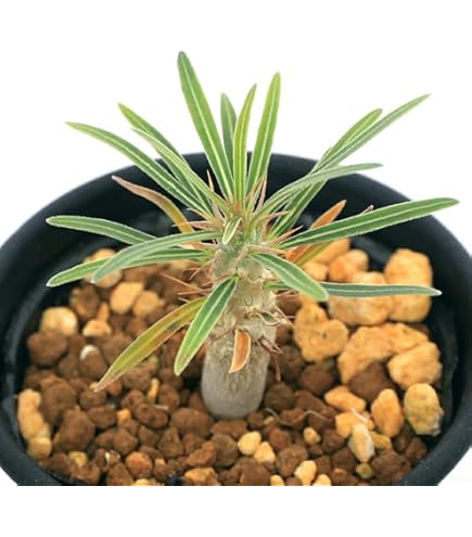 s*様 パキポディウム　グラキリス　実生 パキポディウム グラキリス 実生／Pachypodium gracilius no.