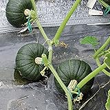 国華園　野菜たね　露地抑制栽培向き F1豊産かぼちゃ　1袋（10粒）【※発送が国華園からの場合のみ正規品です】