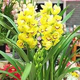 シンピジューム鉢植え 黄色 3から4本立ち 華やかで豪華な蘭の花 ギフト