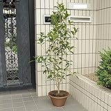 庭樹盆栽：金木犀(キンモクセイ) 鉢植え*　ヤマト便発送！