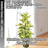 ホンコン・カポック (シェフレラ) 「ハッピーイエロー」6号鉢 鉢カバー・受皿付 【送料無料】