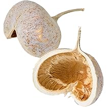 Amazon｜大地農園 ドライフラワー N 約7～12cm ブッダナッツ DO085700