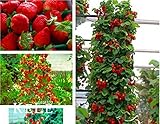 200 Pcs Climbing Red Strawberry Seeds With SALUBRIOUS TASTE * NON-GMO Strawberry Mount Everest* EDIB