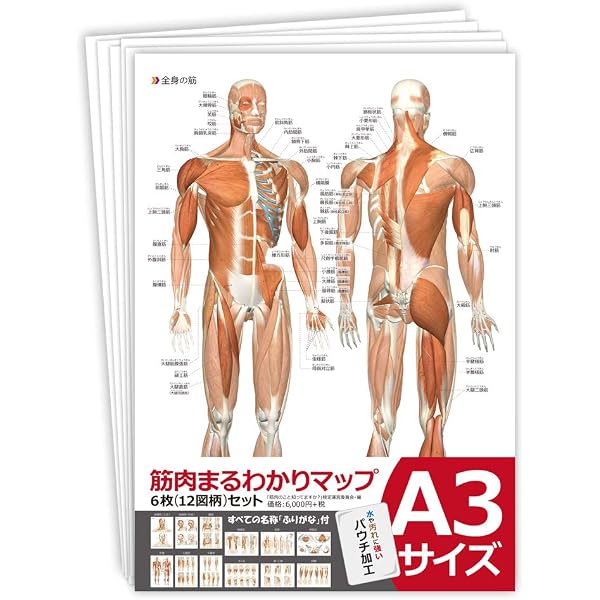 Amazon | CGで見る筋肉図典 筋ナビ(プレミアム版） | 事典 | PCソフト