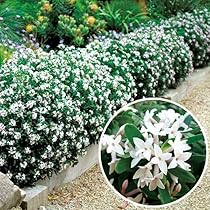 木花 61F0lTg4d3L._AC_UL210_SR210,