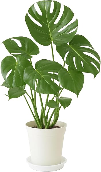 モンステラ 6寸プラ鉢 受け皿付き 観葉植物 インテリアグリーン - 1