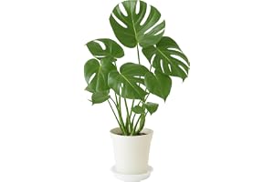 モンステラ 6寸プラ鉢 受け皿付き 観葉植物 インテリアグリーン