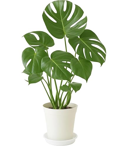 モンステラ 約1メートル 黒い鉢付き c74558a5838a3f02f3301d16b64370