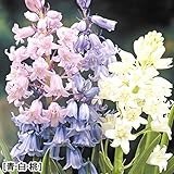 国華園　秋植え球根 球根つりがね草セット 3色30球 （各10球）【※発送が国華園からの場合のみ正規品です】