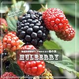 桑の木 マルベリー ポット苗 果樹苗木 果樹苗
