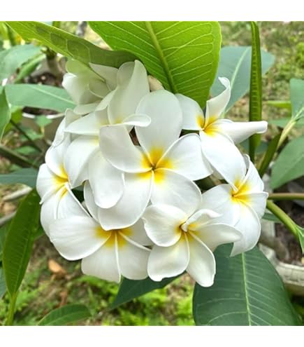 Amazon | プルメリア（オブツサ、シンガポールホワイト） Y字
