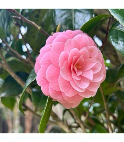 Amazon.co.jp: 紅乙女椿苗花植木苗 地植え苗大きい花苗花木苗 : DIY