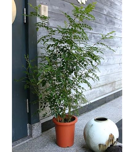 直接のお引取■シマトネリコ 観葉植物/高さ195cm/耐寒性あり/多数の葉 春のフレッシュな気分にぴったりの観葉植物「シマトネリコ」が、数量