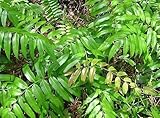Blechnum orientale - centipede fern - 100 seeds