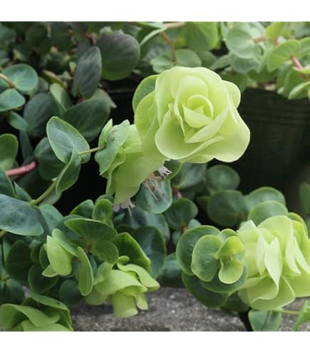 Amazon | 宿根草 観賞用ハーブ オレガノ ケントビューティー 1株