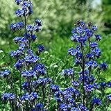 アンチューサ：ドロップモア3.5号ポット 3株セット[夏に咲くブルーの花] ノーブランド品