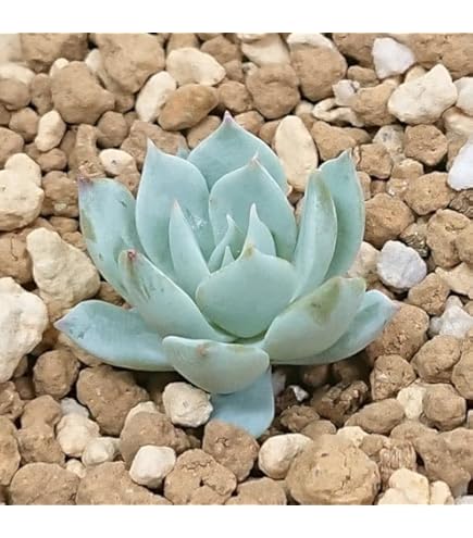 多肉植物　アンストーン Amazon.co.jp: アンストーン 多肉植物7.5㎝ポッ ト エケベリア