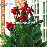 10個カンナ種子美しい花の種ミックスインディカリリーガーデン球根花屋外鉢植え盆栽フローレス植物。ホームギフト