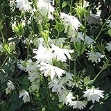 西洋オダマキ（八重）：ホワイトバロー3号ポット 3株セット ノーブランド品