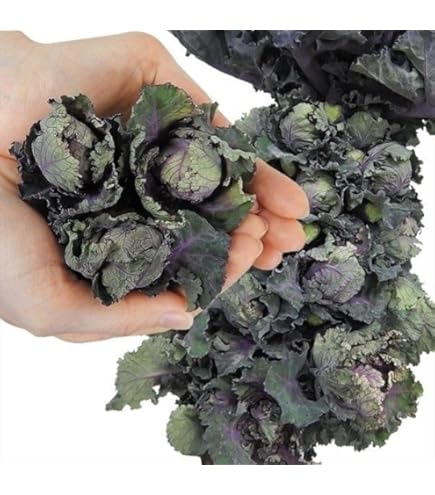 カリボスキャベツの種(紫とんがりキャベツ) カリボスキャベツの種(紫とんがりキャベツ) 楽天市場】【有機種子】 赤