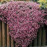 Heirloom Rare Ground-cover Chrysanthemum (Yellow Pink Red Mixed Different Colors) Hardy Seeds , 500 