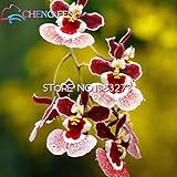 10pcs/lot dancing orchid Oncidium artificial flower seeds wedding decoration flowers hot sale!!