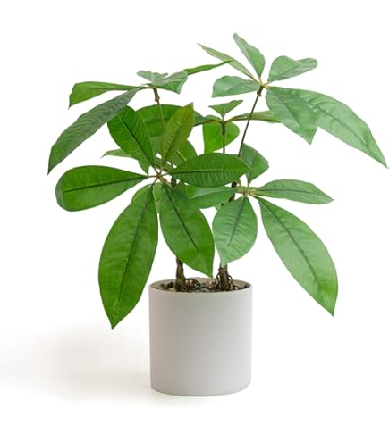 Amazon｜FEJKA フェイカ 人工観葉植物 - 室内/屋外用 アレカヤシ