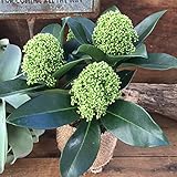 【フラワー】高級なスキミア ホワイトグローブ 毎年大きく 開花が長い ガーデニング インテリア