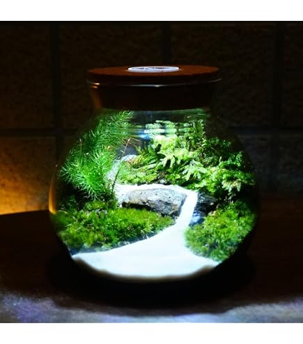 苔テラリウム　水が滴る苔蒸したテラリウム Amazon｜苔テラリウム 水が滴る苔蒸したテラリウム｜観葉植物
