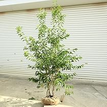 ソヨゴ メス Amazon.co.jp: 現品庭木 植木：ソヨゴ*/そよご（株立ち）（雌株）樹高