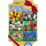 球根 ギフトボックス 50球入 ファンタジー セット チューリップ ムスカリ
