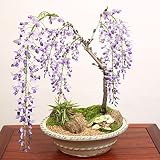 豪華寄植え:一才藤寄せ植え*(春に開花)