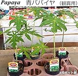 青パパイヤ 苗 （観賞用） 12cmポット苗