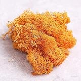 Tenjoyshop ドライモス ハーバリウム レジン 10ｇ 透明袋封入 パーツ アイスランドモス ハンドメイド 飾り物 ジン手芸 4色セット（自選可） (イエロー)