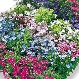 国華園　プラグ花苗 ロべリアミックス （70本入・花色無選別）【※発送が国華園からの場合のみ正規品です】