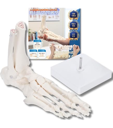 【美品】SOMSOソムソ 足関節 骨模型 右足 ゴム稼働式 ドイツ製 Amazon.co.jp: 足関節機能模型(ドイツ ソムソ社製) : 産業・研究開発用品