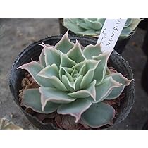 Amazon.co.jp: 多肉植物 エケベリア シムランスLS レッド A2