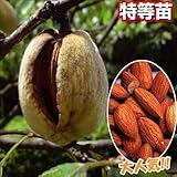 国華園　果樹苗　アーモンド　1株【※発送が国華園からの場合のみ正規品です】
