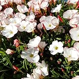 オキザリス：バーシカラー3.5号ポット 3株セット ノーブランド品