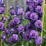 【宿根草】デルフィニウム「スィート・センセーション」