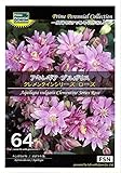 アキレギア ブルガリス（西洋おだまき）クレメンタインシリーズ ローズ　Prime Perennial Collection