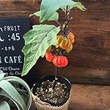 ソラナムパンプキン ☆ 観葉植物