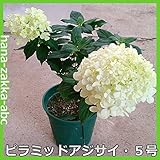 ピラミッドアジサイ５号鉢【花苗・紫陽花】【初心者向け】