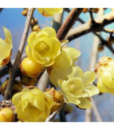 Amazon.co.jp: 《 花芽付き 》 香る花木 『 満月蝋梅 （ マンゲツ
