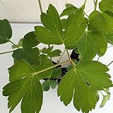 沖縄野菜：長命草（チョーミーグサ・ボタンボウフウ・サクナ）3号ポット4株セット ノーブランド品