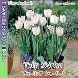 ★可憐で大人気！チューリップ・シャーリー・５球【秋植え球根】【オランダからの花便り】